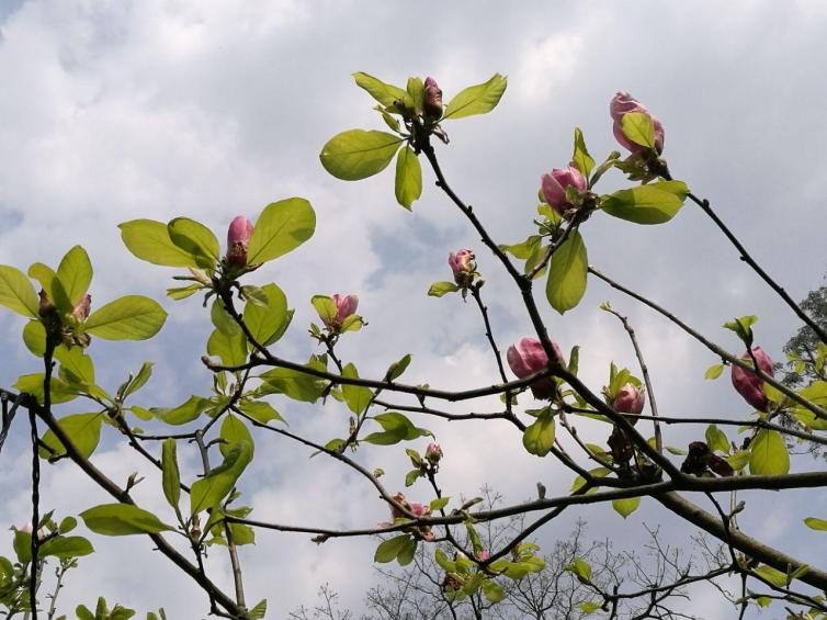 廣西自駕游賞花目的地推薦，1-3月廣西花開(kāi)成海的好去處攻略