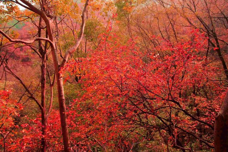 周末南陽(yáng)一路自駕賞滿山原始風(fēng)光，5個(gè)南陽(yáng)周邊自駕游好去處推薦