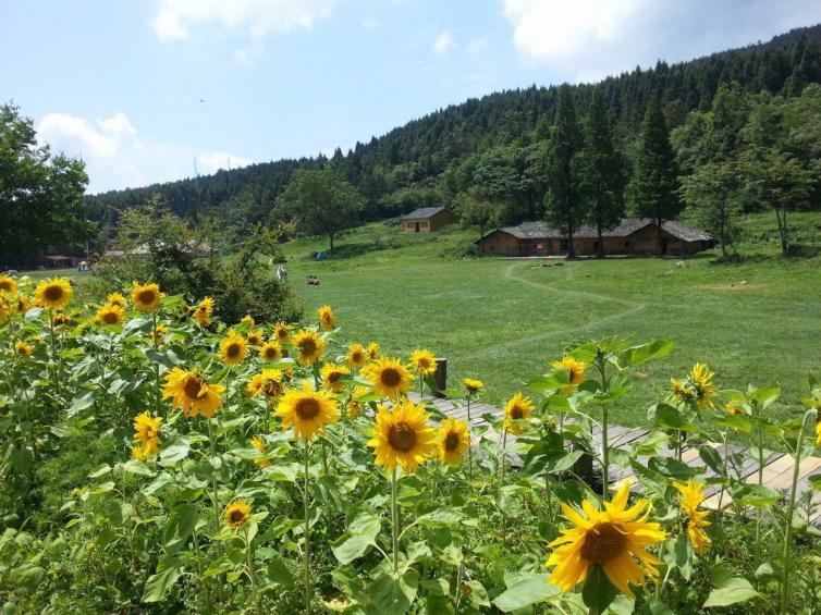 7-8月重慶周邊避暑自駕游去哪里好，6個森林深處的小眾自駕游景點值得一去