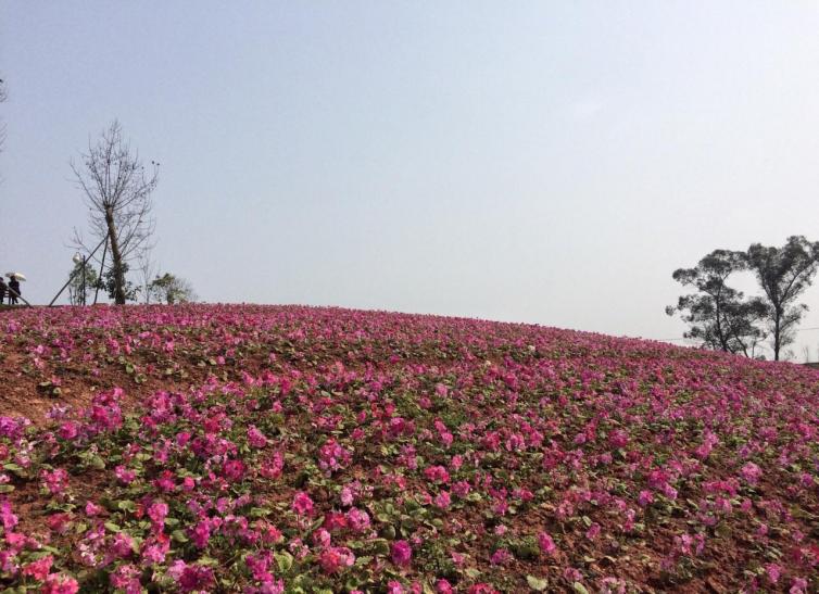 春天重慶踏春最受歡迎好去處推薦，重慶周邊9大賞花景點推薦