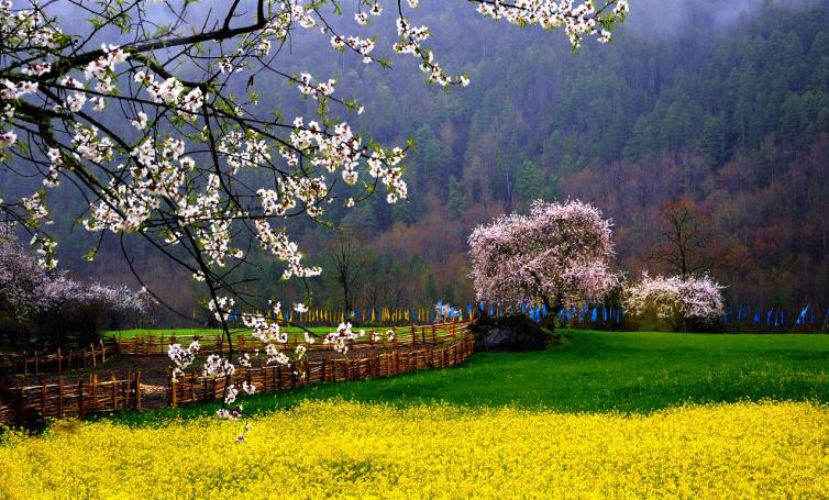 西藏林芝旅游局消息：2018年西藏林芝桃花節(jié)開幕時間，一起去林芝自駕游