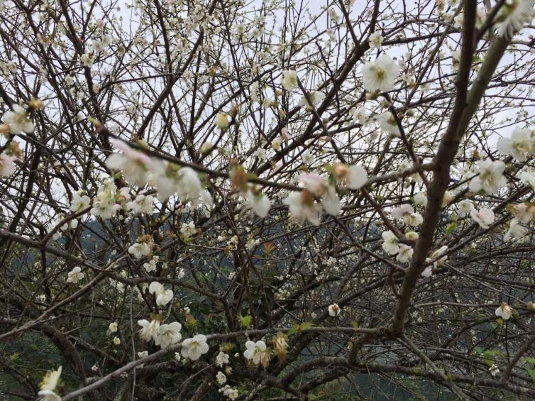 12月廣東周邊自駕游去哪里好玩，初冬廣東周邊自駕游最美森林公園景點攻略