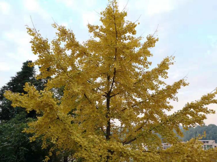 國慶深圳最受歡迎自駕游路線推薦，各個都風(fēng)景如畫