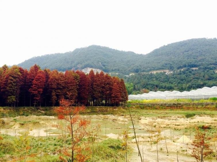 上海周邊自駕游必去10個好去處線路推薦，這些好地方你都知道嗎?