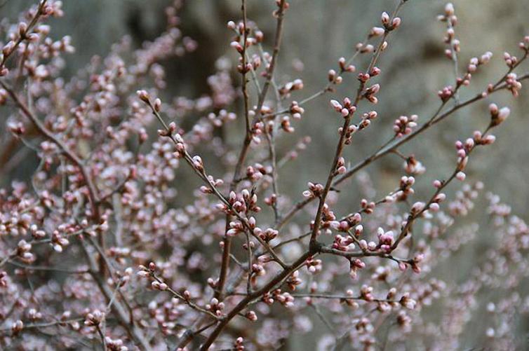 春天邢臺(tái)周邊4個(gè)踏青賞花自駕游好去處推薦，邢臺(tái)周邊自駕游去哪里好玩？