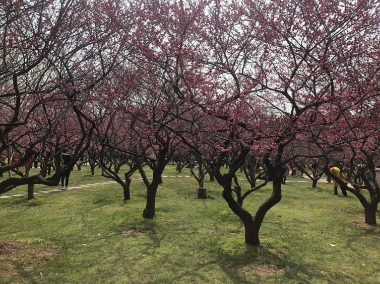 3月湖南自駕游去哪好玩?春天湖南周邊最美花海好地方推薦