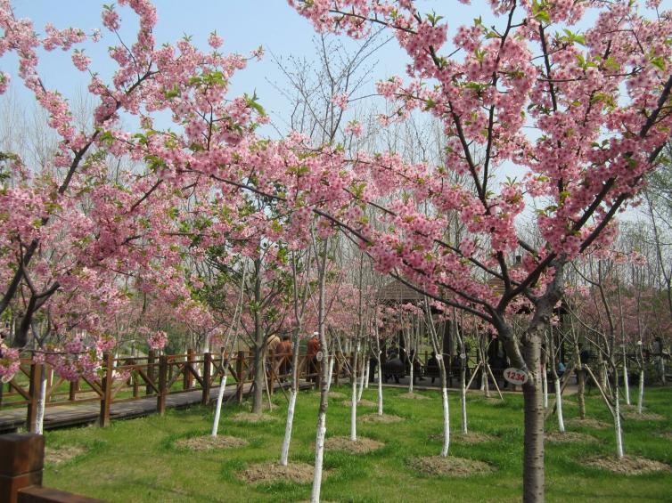 青島各大公園自駕游好去處推薦，1日游短途小眾自駕游路線攻略