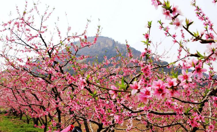 清明節(jié)北京自駕游去哪兒好玩，北京周邊8條踏青賞花自駕游線路推薦