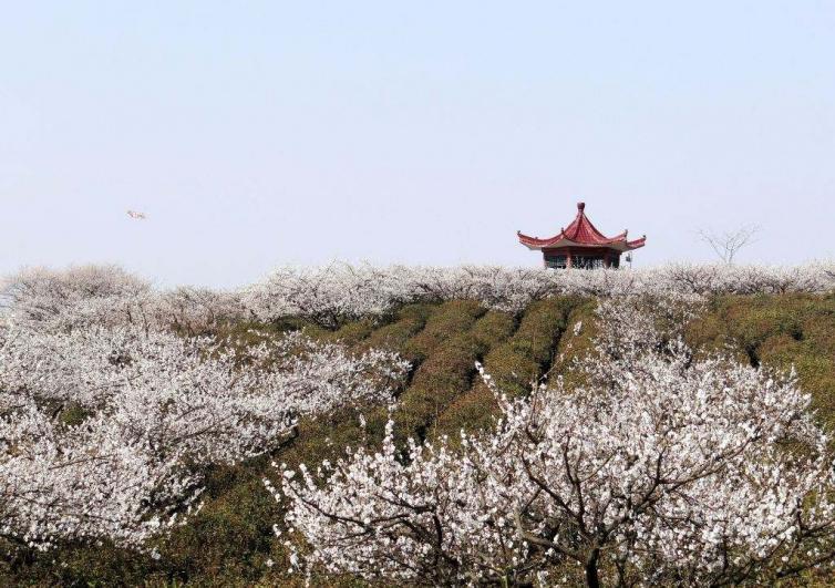 南京短途1-3日自駕游哪些好去處；6個南京周邊賞梅花自駕游景點(diǎn)攻略收藏