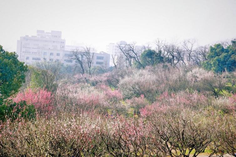 南京短途1-3日自駕游哪些好去處；6個南京周邊賞梅花自駕游景點(diǎn)攻略收藏