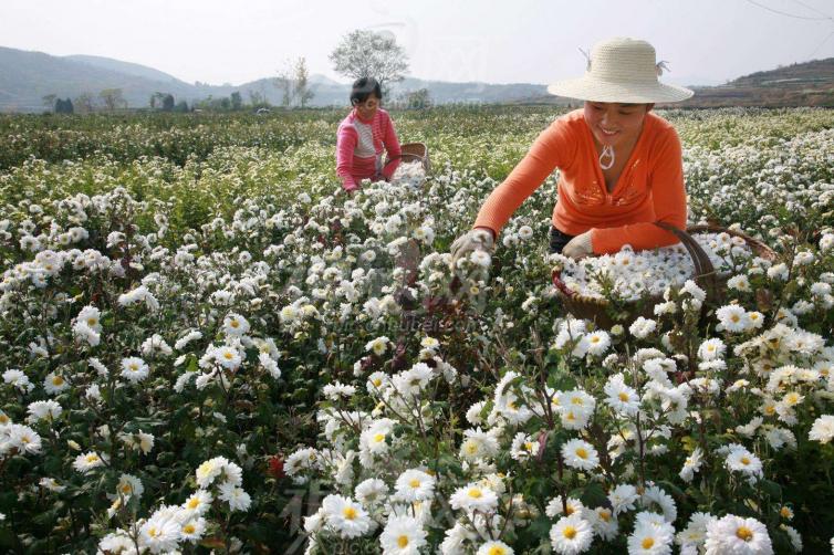 金秋湖北周邊攝影自駕游好去處推薦，5個湖北周邊賞花\攝影自駕游最佳路線時間攻略收藏