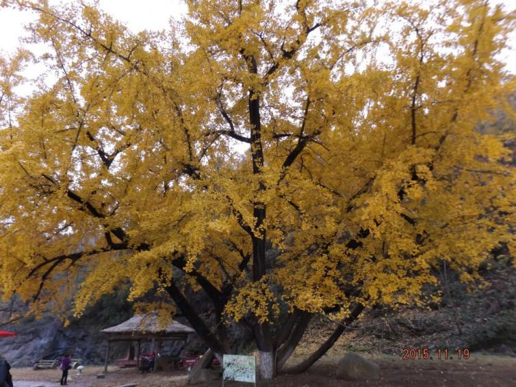 十一假期湖北周邊自駕游去哪兒好玩，5個湖北周邊最美秋景自駕游路線景點推薦