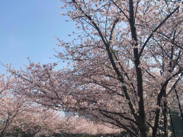 清明節(jié)上海周邊自駕游好去處推薦，8個上海周邊熱門公園燒烤攻略已備好，請查收！