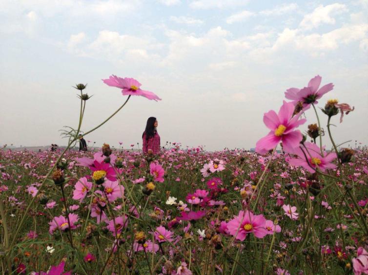 長沙周邊驚艷的4處花海已為踏春首選之地，長沙周末自駕游特色線路推薦