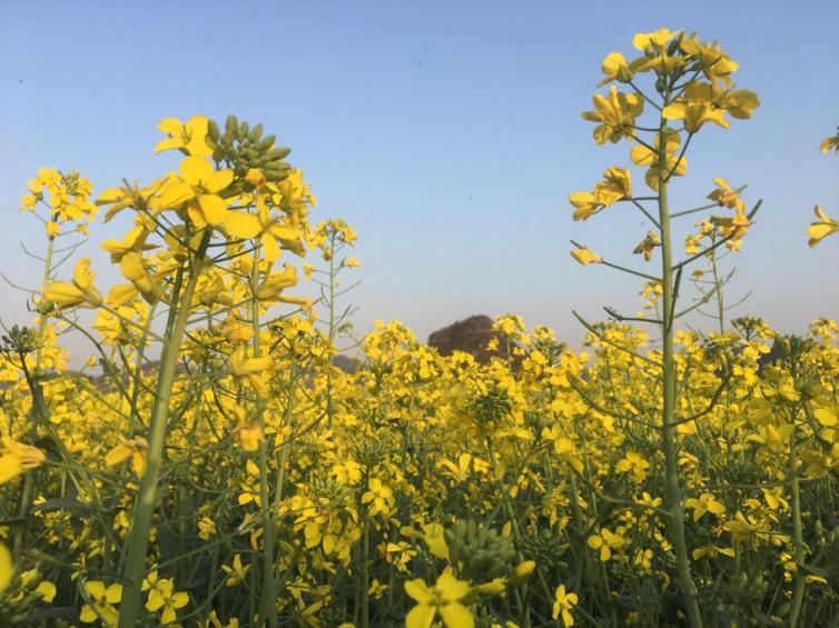 清明國(guó)內(nèi)踏春自駕游10個(gè)不能錯(cuò)過的好去處推薦，邂逅最美的4月!