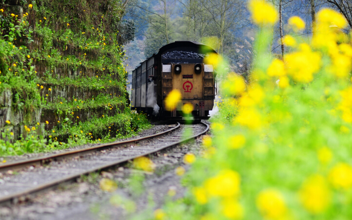 樂(lè)山犍為旅游攻略：嘉陽(yáng)小火車中國(guó)僅存的寸軌蒸汽火車，花海太美了