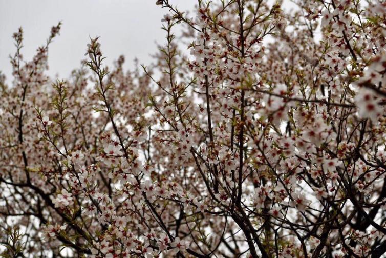 4月貴州最美自駕游路線攻略，春天貴州自駕游去哪好玩?