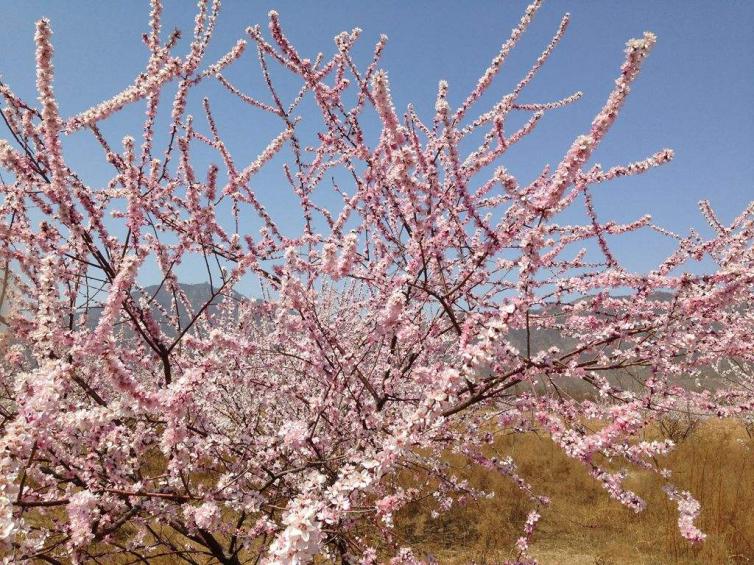 清明節(jié)北京自駕游去哪兒好玩，北京周邊8條踏青賞花自駕游線路推薦