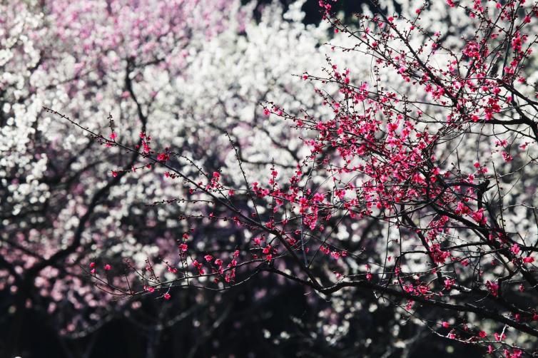 南京短途1-3日自駕游哪些好去處；6個南京周邊賞梅花自駕游景點(diǎn)攻略收藏