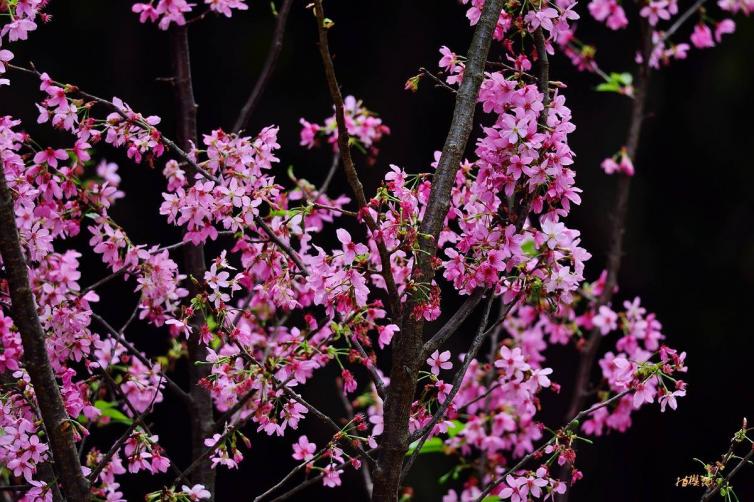 廣州周邊春季賞花去什么地方好，12個自駕游賞花景點(diǎn)全攻略推薦