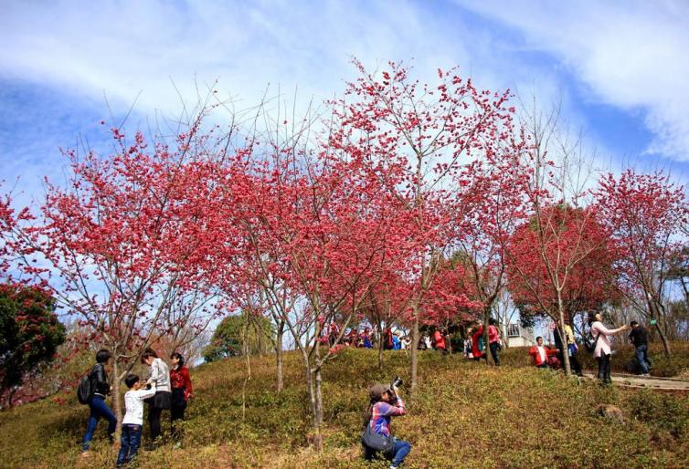 華東篇|春節(jié)自駕游去哪兒，不必遠行就能賞景/感受年味的8個絕美自駕游好去處