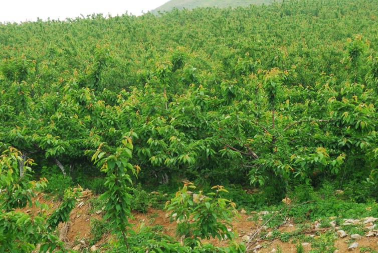 中秋山東萊蕪周邊自駕游好去處推薦，8個感受自然短途自駕游村莊美景攻略