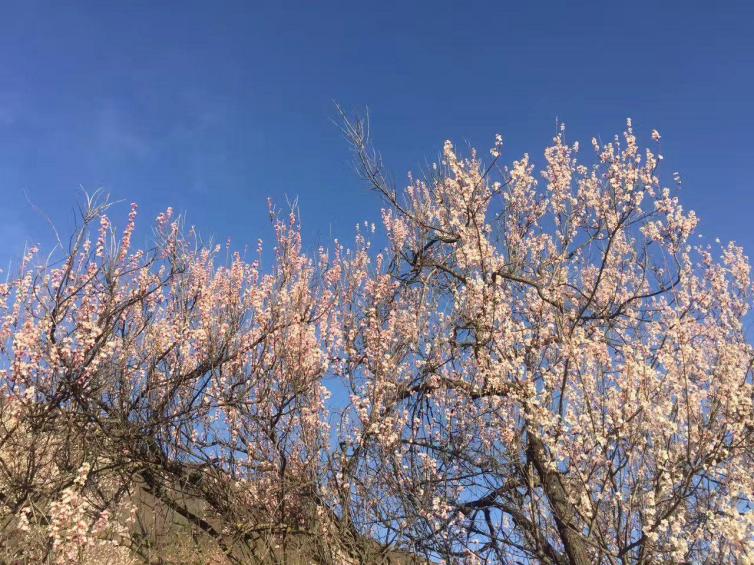 4月西藏自駕游值得一去的美景推薦，與西藏來一次最美麗的冒險