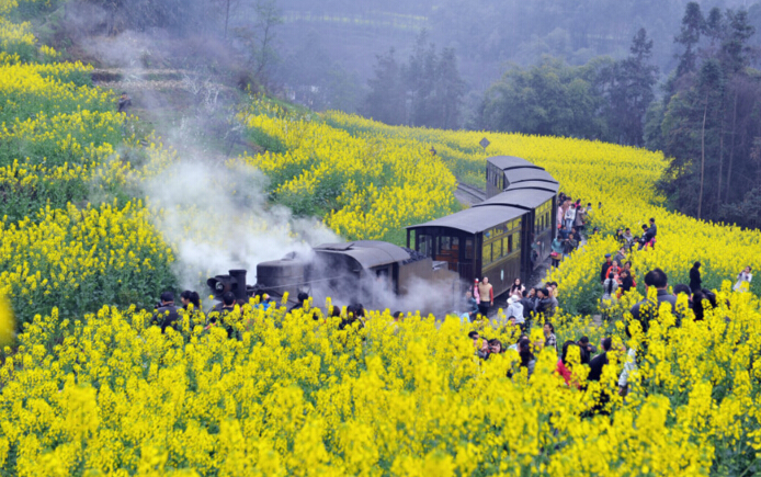 樂(lè)山犍為旅游攻略：嘉陽(yáng)小火車(chē)中國(guó)僅存的寸軌蒸汽火車(chē)，花海太美了