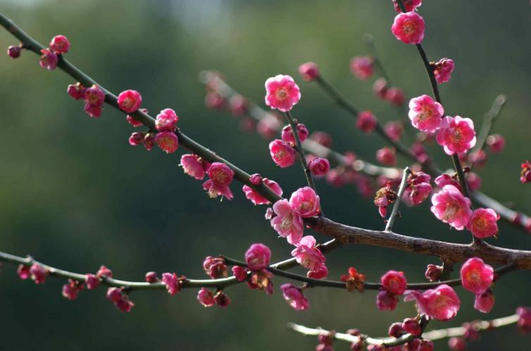 春寒之時(shí)賞安徽-蘇州最美梅花之景，東南地區(qū)自駕游花海景點(diǎn)推薦