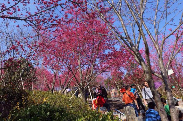 春節(jié)假期國內(nèi)最值得去的15個自駕游景點，避開人山人海、賞花、看雪、品年味