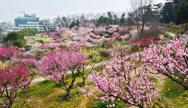 南京短途1-3日自駕游哪些好去處；6個南京周邊賞梅花自駕游景點(diǎn)攻略收藏