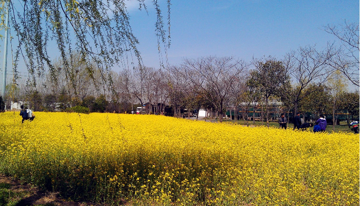 鄭州自駕游不容錯(cuò)過的好去處推薦，最受鄭州本地人歡迎的自駕游目的地攻略