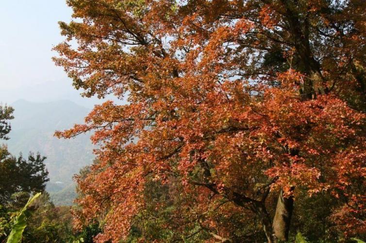 12月廣東周邊自駕游去哪里好玩，初冬廣東周邊自駕游最美森林公園景點攻略