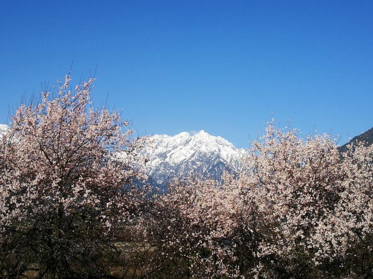 3月西藏自駕游去哪好玩，春天西藏最值得一去的景點推薦