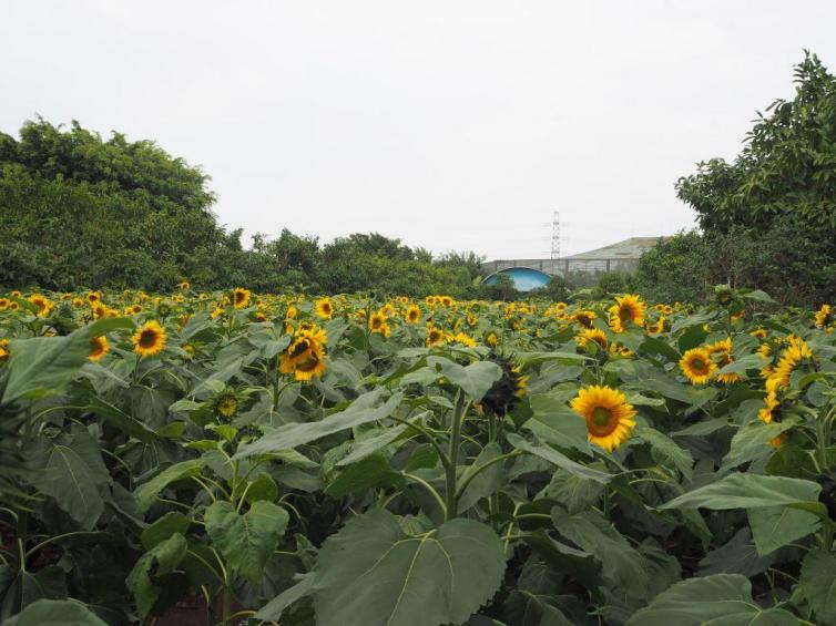 廣東自駕游最佳賞花地推薦，廣東熱門賞花景點都在這里