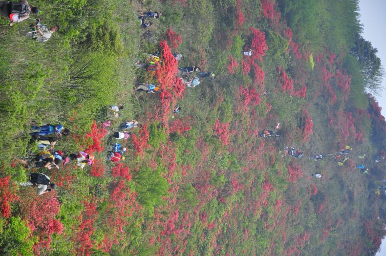 14個(gè)深圳周邊親子自駕游露營(yíng)好去處推薦，深圳親子自駕游去哪里好？