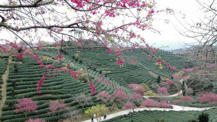 2月國內(nèi)適合夏天自駕游的好去處，6個初夏美景等你來看