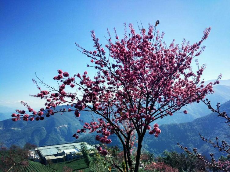 春天云南踏春自駕游目的地推薦，現(xiàn)在的云南已經(jīng)花開(kāi)成海