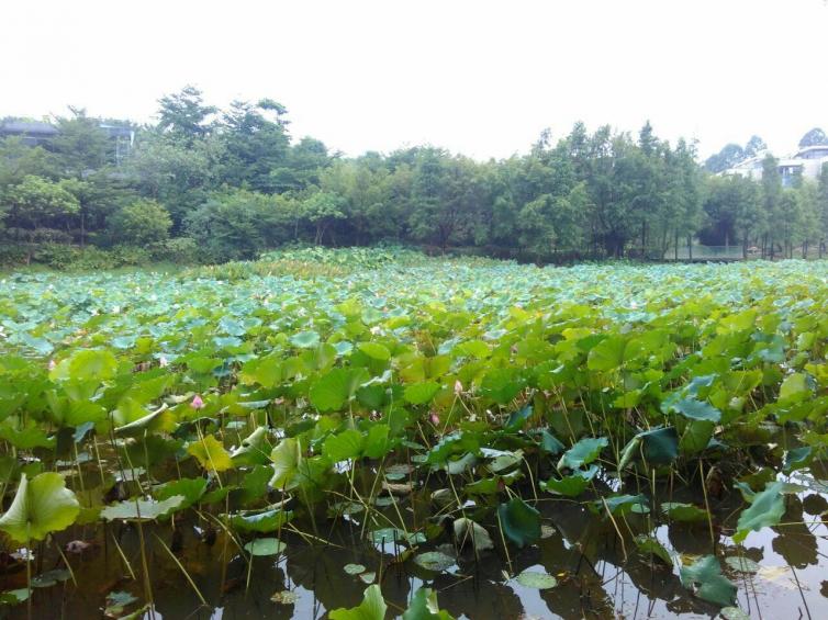 周末東莞自駕一日游好玩景點推薦，7個東莞短途自駕游好去處