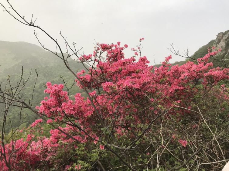 清明國內(nèi)踏春自駕游10個(gè)不能錯(cuò)過的好去處推薦，邂逅最美的4月!