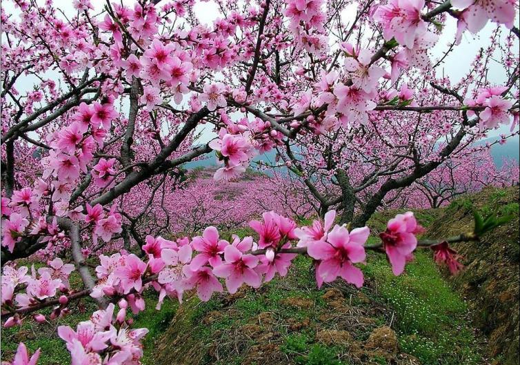 西藏林芝旅游局消息：2018年西藏林芝桃花節(jié)開幕時間，一起去林芝自駕游