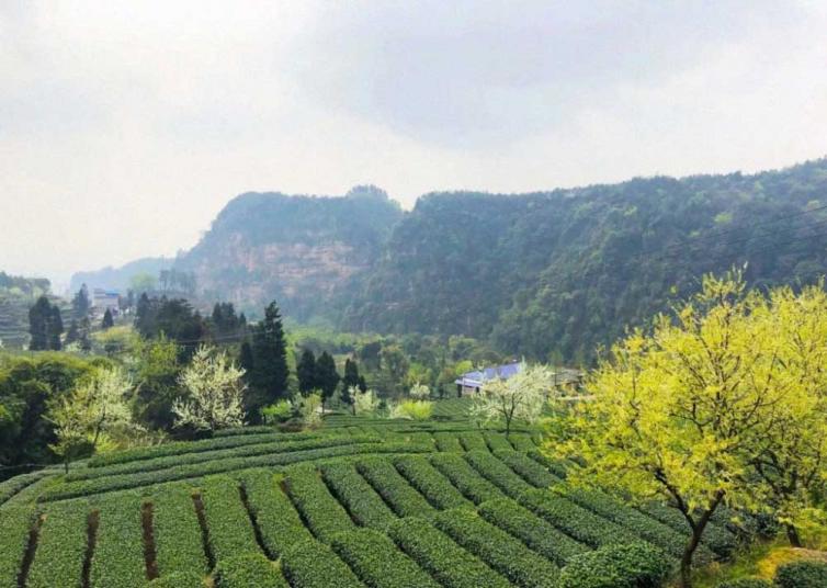 周末成都出發(fā)賞花、爬山、玩湖1日自駕游線路推薦，成都周邊自駕游去哪好玩