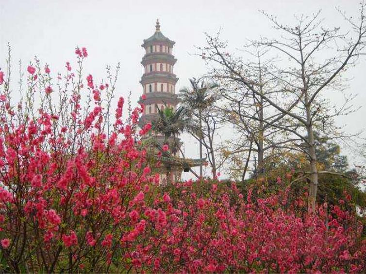 廣州周邊春季賞花去什么地方好，12個自駕游賞花景點(diǎn)全攻略推薦