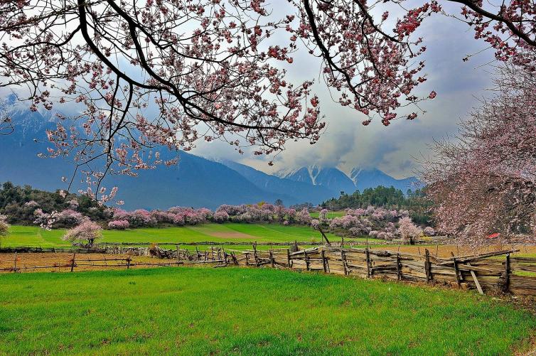 西藏林芝旅游局消息：2018年西藏林芝桃花節(jié)開幕時間，一起去林芝自駕游