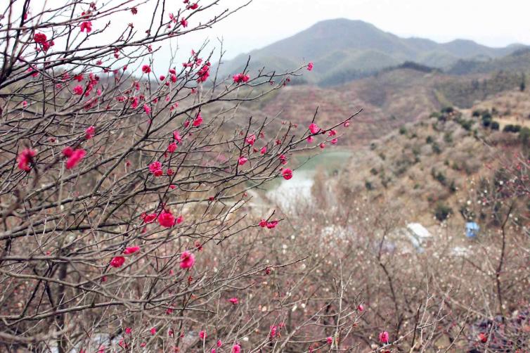 春寒之時(shí)賞安徽-蘇州最美梅花之景，東南地區(qū)自駕游花海景點(diǎn)推薦