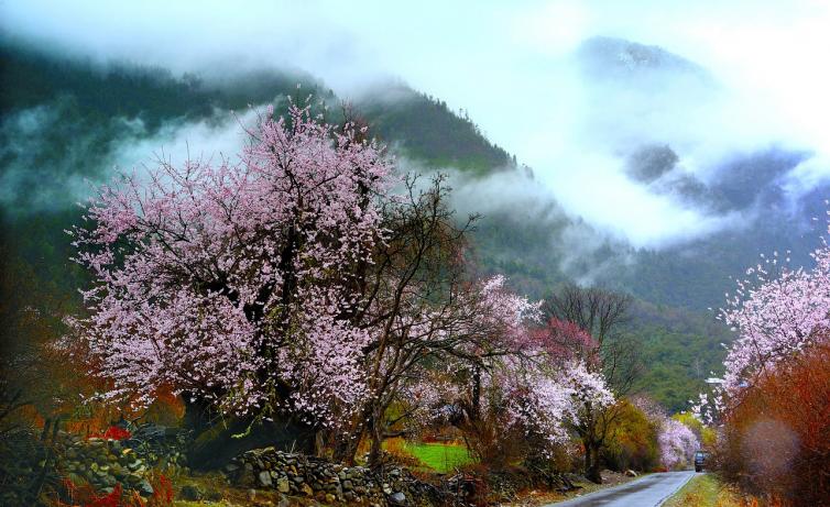 西藏林芝旅游局消息：2018年西藏林芝桃花節(jié)開幕時間，一起去林芝自駕游