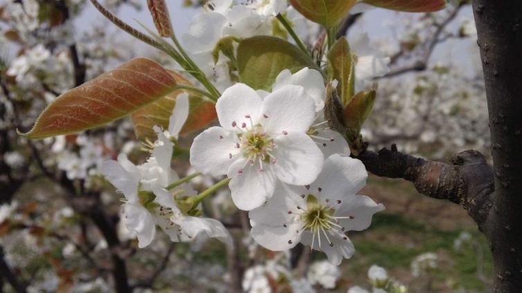 3-4月份石家莊周邊踏春自駕游去哪里好玩，3個石家莊周邊賞梨花自駕游好去處推薦