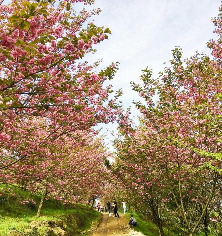 周末成都出發(fā)賞花、爬山、玩湖1日自駕游線路推薦，成都周邊自駕游去哪好玩