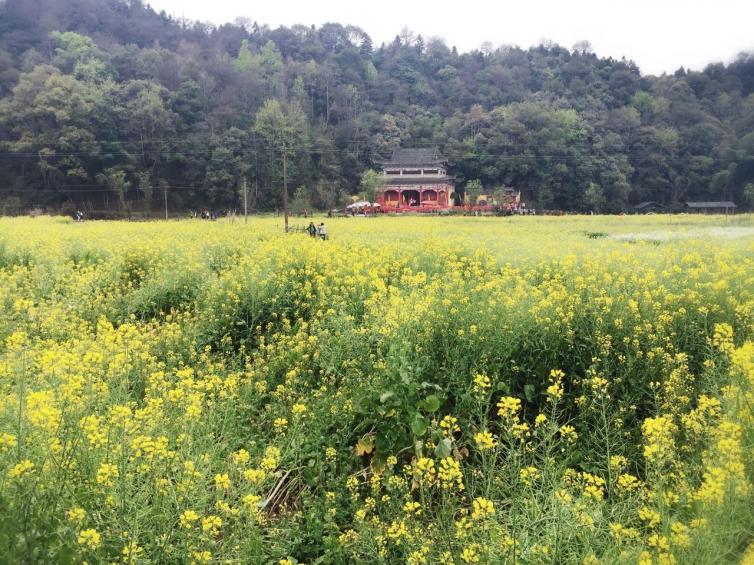 春天國(guó)內(nèi)自駕游最受歡迎的好去處推薦，十個(gè)國(guó)內(nèi)踏春必去景點(diǎn)推薦