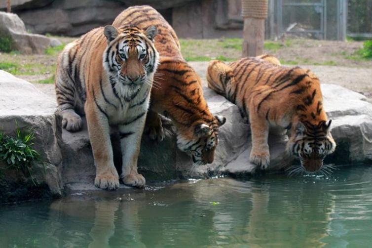 親子自駕游不知道去哪里好?國(guó)內(nèi)幾大知名動(dòng)物園推薦，親子自駕游好去處！